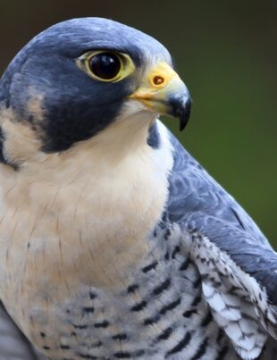 Peregrine Falcon Gök Doğan