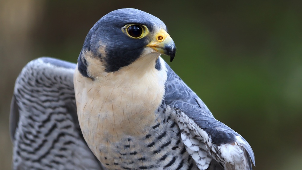 Peregrine Falcon Gök Doğan