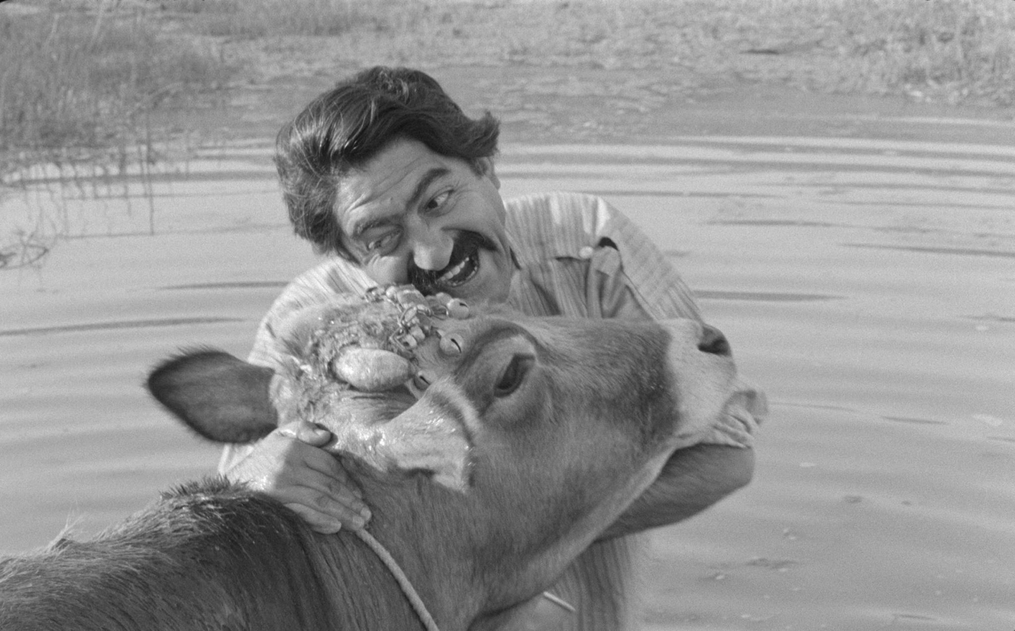 İnek (The Cow), Dariush Mehrjui, 1969